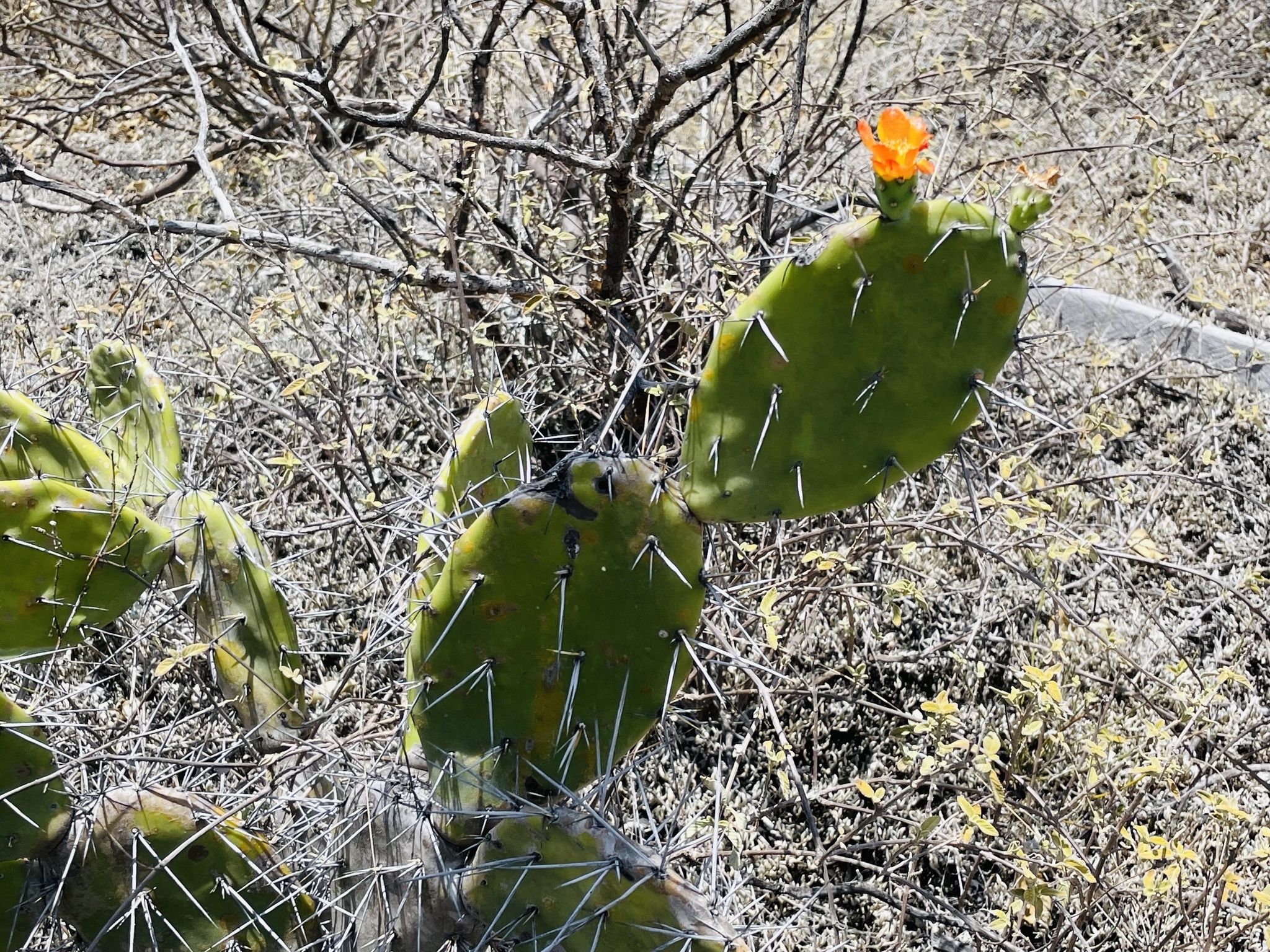 Opuntia image