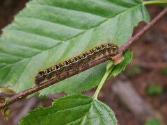Malacosoma californica