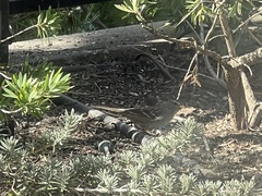 Zonotrichia leucophrys