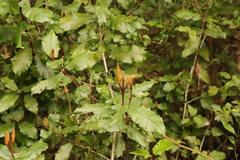 Trichocladus crinitus