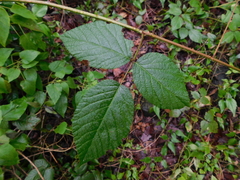 Rubus liebmannii