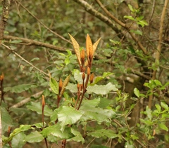 Trichocladus crinitus