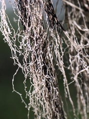 Ramalina thrausta