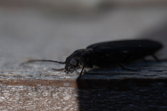 Arhopalus