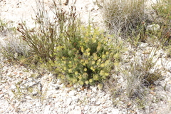 Serruria inconspicua