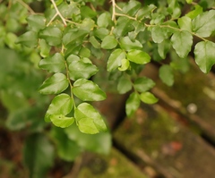 Dovyalis rhamnoides
