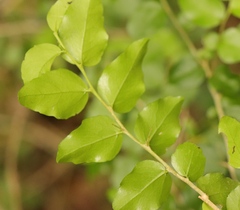 Dovyalis rhamnoides
