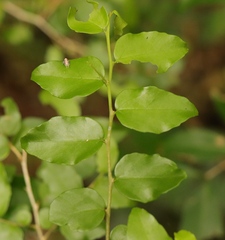 Dovyalis rhamnoides