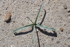 Hesperocallis undulata