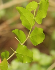 Dovyalis rhamnoides