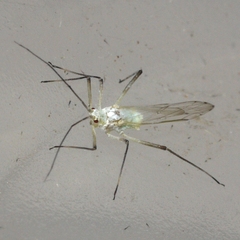 Euceraphis
