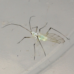 Euceraphis