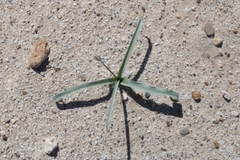 Hesperocallis undulata