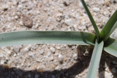 Hesperocallis undulata