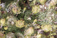 Serruria inconspicua