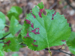 Acalitus longisetosus