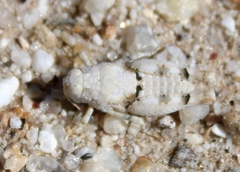 Cibolacris parviceps