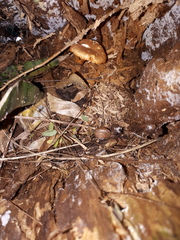 Bradybaena similaris