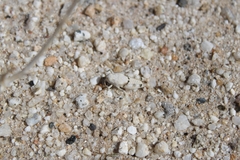 Cibolacris parviceps