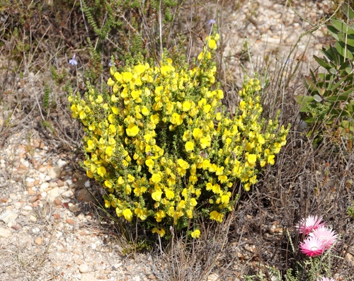 Lemon Capegorse (Aspalathus citrina)