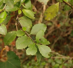 Dovyalis rhamnoides