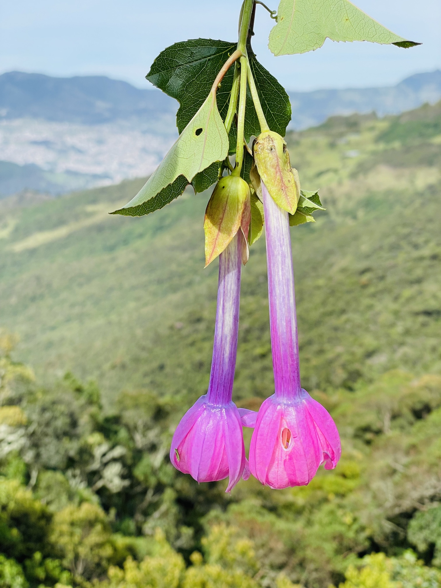 Passiflora cumbalensis image