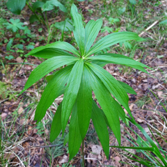 Lilium martagon pilosiusculum