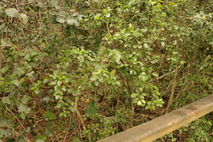 Dovyalis rhamnoides