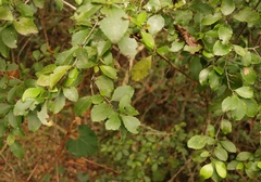 Dovyalis rhamnoides