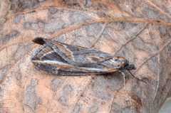 Chesias legatella