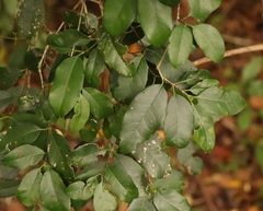 Elaeodendron croceum