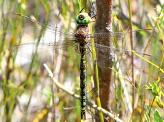 Pinheyschna subpupillata