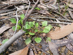 Viola sieberiana