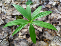 Lilium martagon pilosiusculum