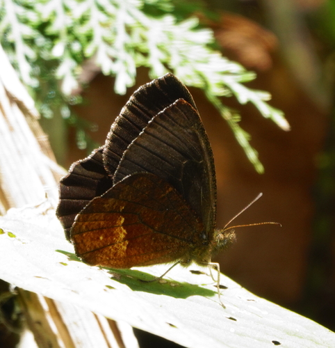 Pedaliodes cledonia