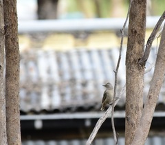 Climacteris picumnus