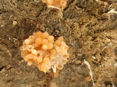 Nectriaceae