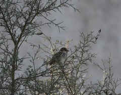 Passer hispaniolensis