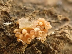 Nectriaceae