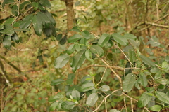 Elaeodendron croceum