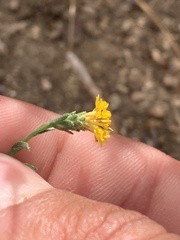 Lessingia glandulifera