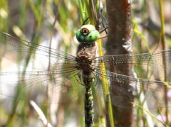 Pinheyschna subpupillata