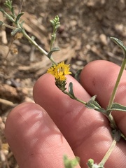 Lessingia glandulifera