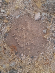 Hodotermes mossambicus