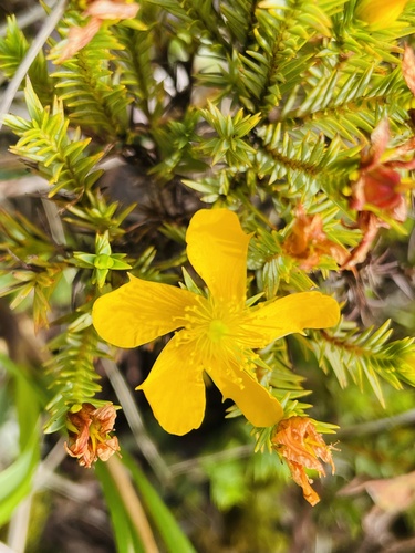 Hypericum lancioides (Hypericum lancioides)