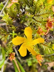 Hypericum laricifolium