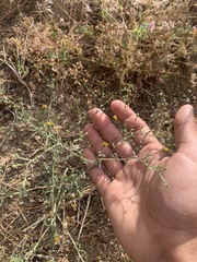 Lessingia glandulifera