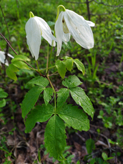 Clematis alpina sibirica