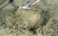 Antennarius striatus
