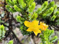 Hypericum laricifolium
